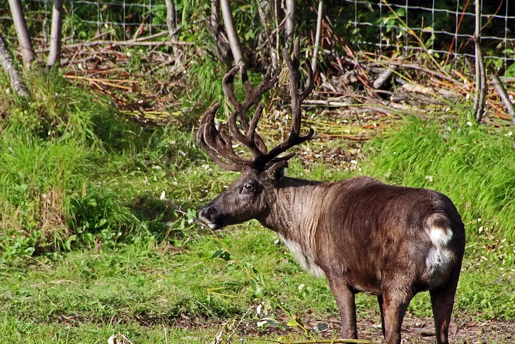 They Are the Marathon Champions of the Animal Kingdom (Image Credits: Flickr)