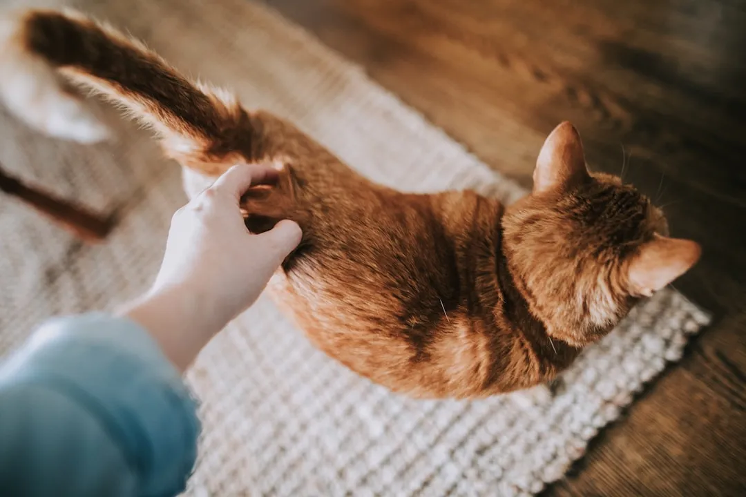 #14 - Quietly Cutting Back On Scratching Posts (Image Credits: Unsplash)