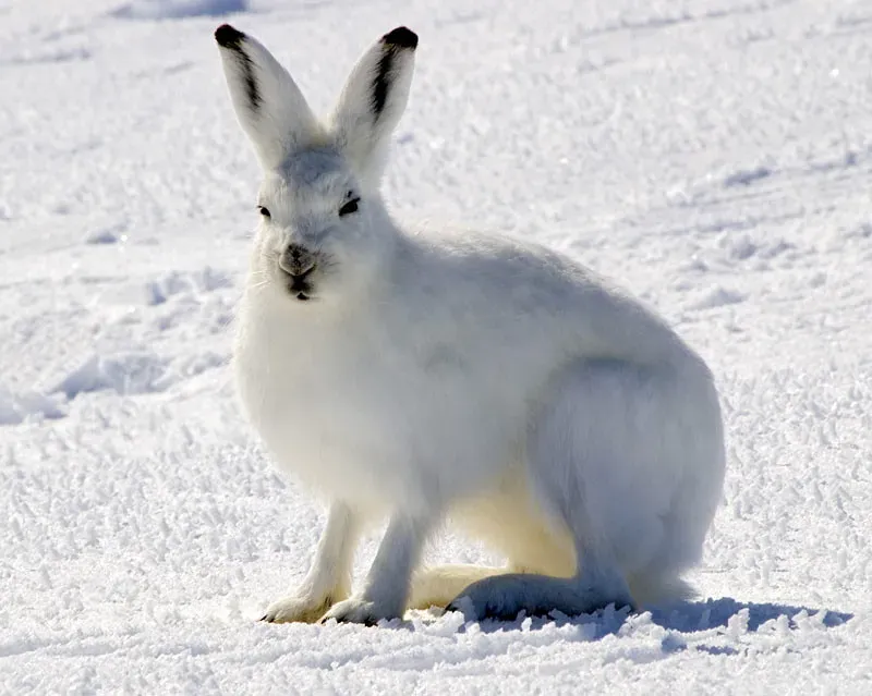 Conclusion: Evolution's Cold-Weather Masterclass (The Saylesman, Flickr, CC BY-SA 2.0)