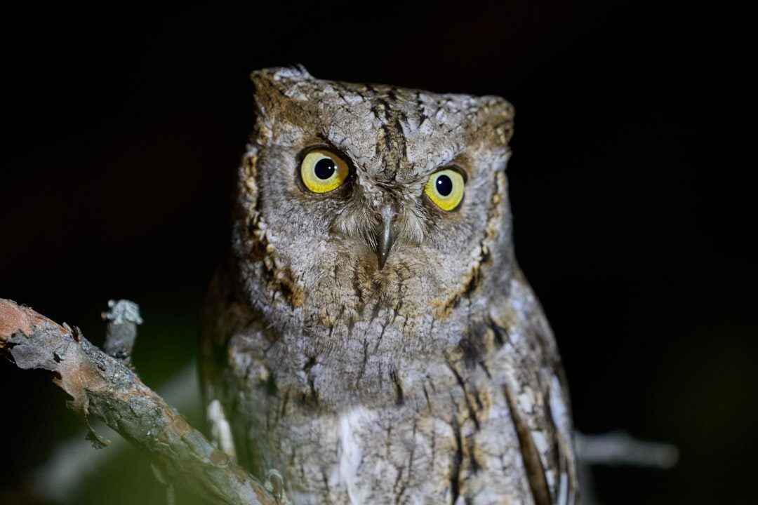 The Owl: Keeper of Nocturnal Mysteries (Image Credits: Unsplash)