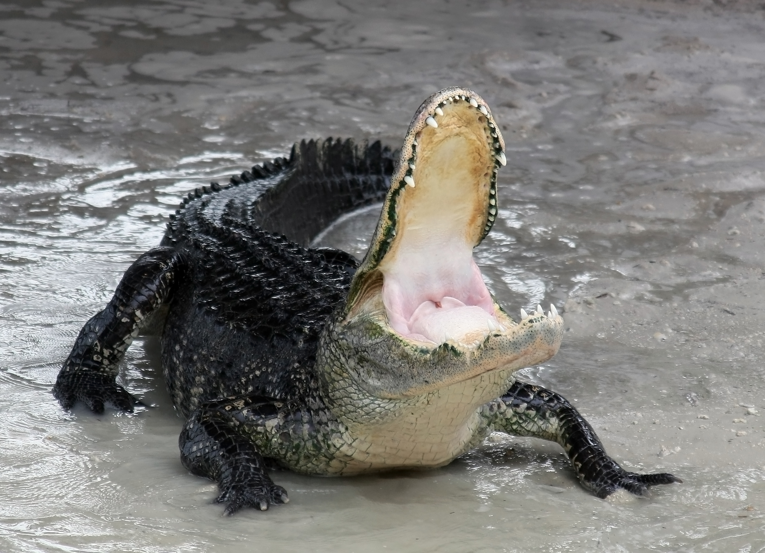 Captive Versus Wild Response Differences (Image Credits: Wikimedia)