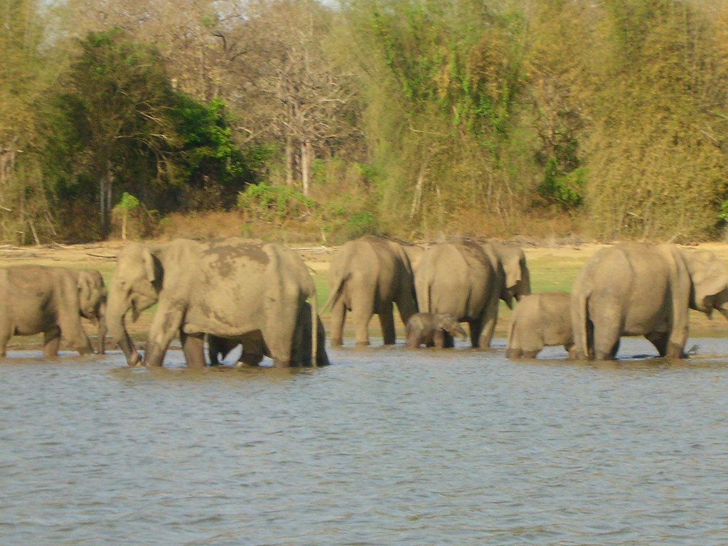 The Elephant Sanctuary, Tennessee (Image Credits: Flickr)