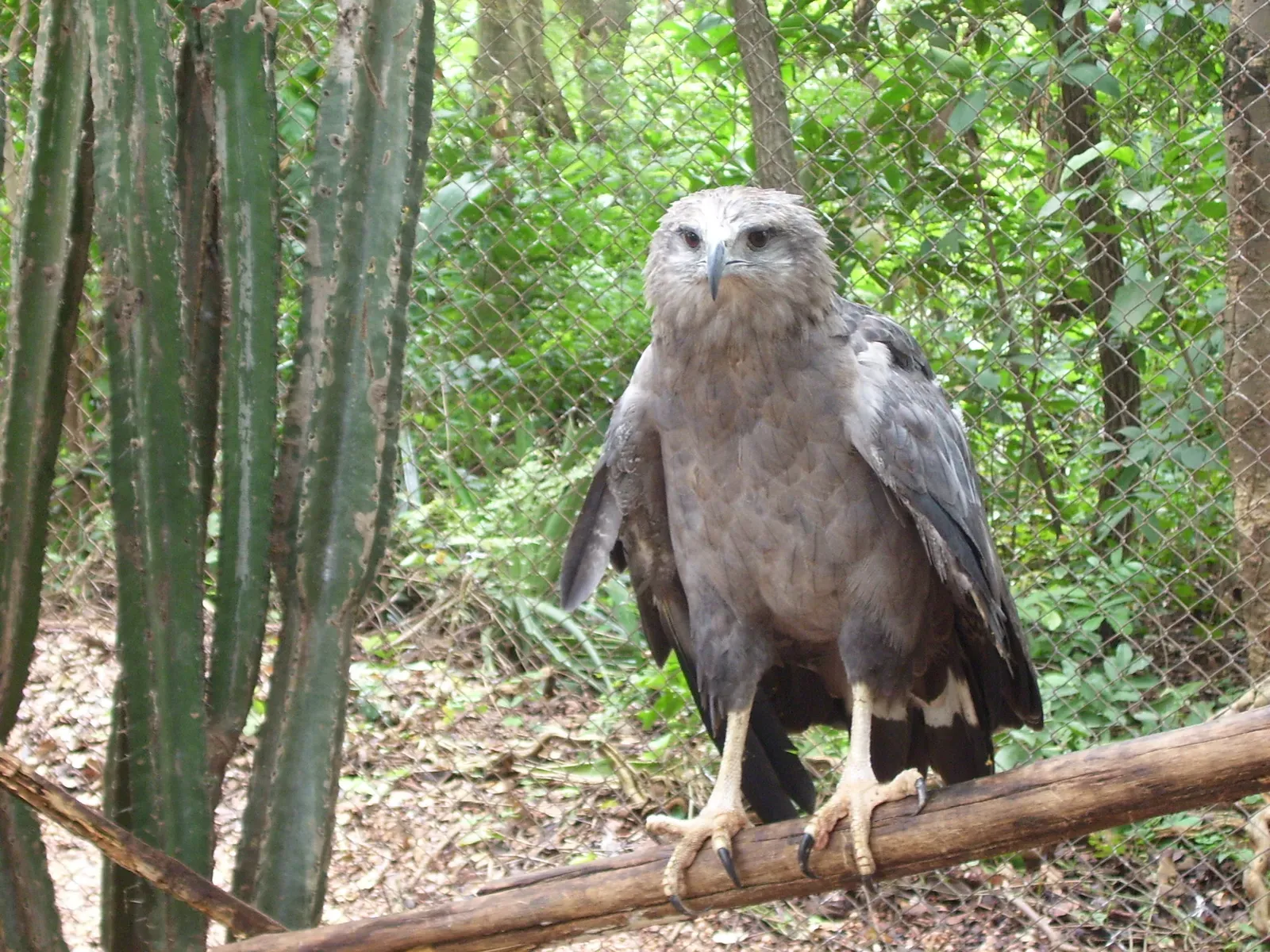 13. Solitary Eagle - The Mystery Bird (photo taken by Mateus Hidalgo, CC BY-SA 2.5 br)