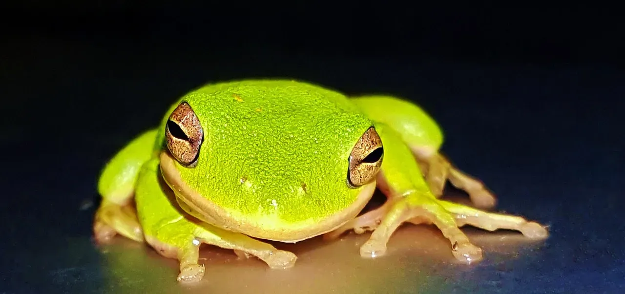 The Frog's Croak: A Chorus of Intent (Image Credits: Pixabay)