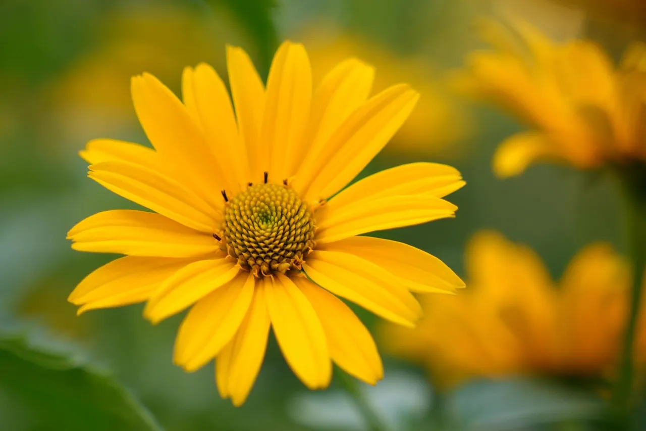 #8 False Sunflower (Heliopsis helianthoides) (Image Credits: Pixabay)