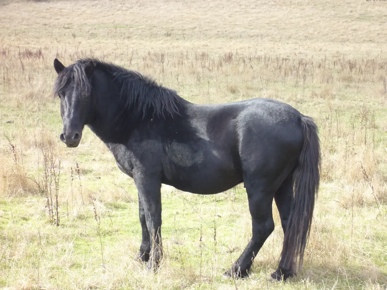 Losino (Image Credits: Wikimedia)