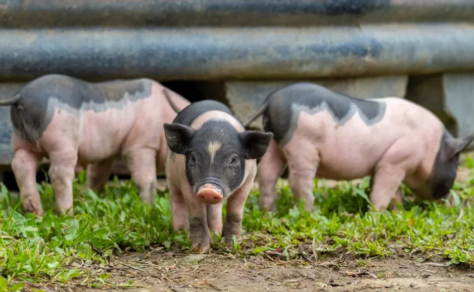 Social Intelligence: Reading Other Pigs And Even People (Image Credits: Pexels)