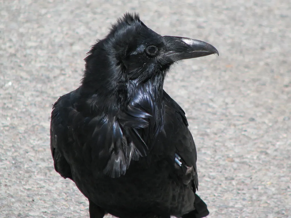 Conclusion: Rethinking Our Relationship with Ravens (James St. John, Flickr, CC BY 2.0)