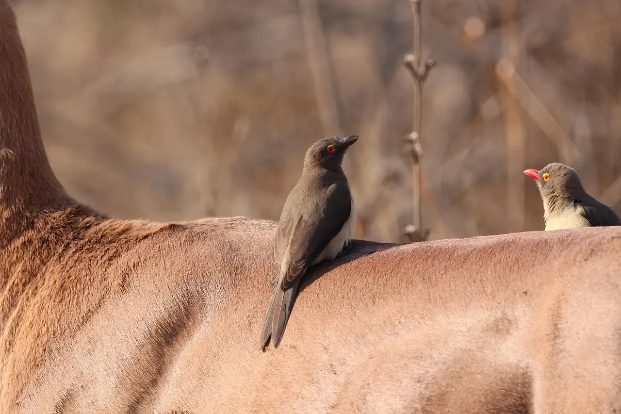 Oxpeckers Drink Blood From Open Wounds (Image Credits: Pixabay)