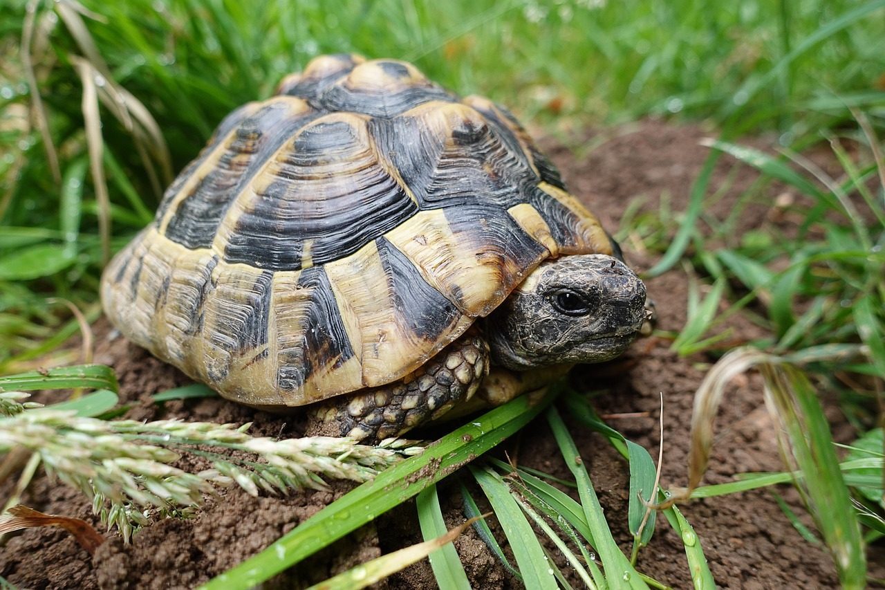 Taurus: The Steady Tortoise (Image Credits: Pixabay)