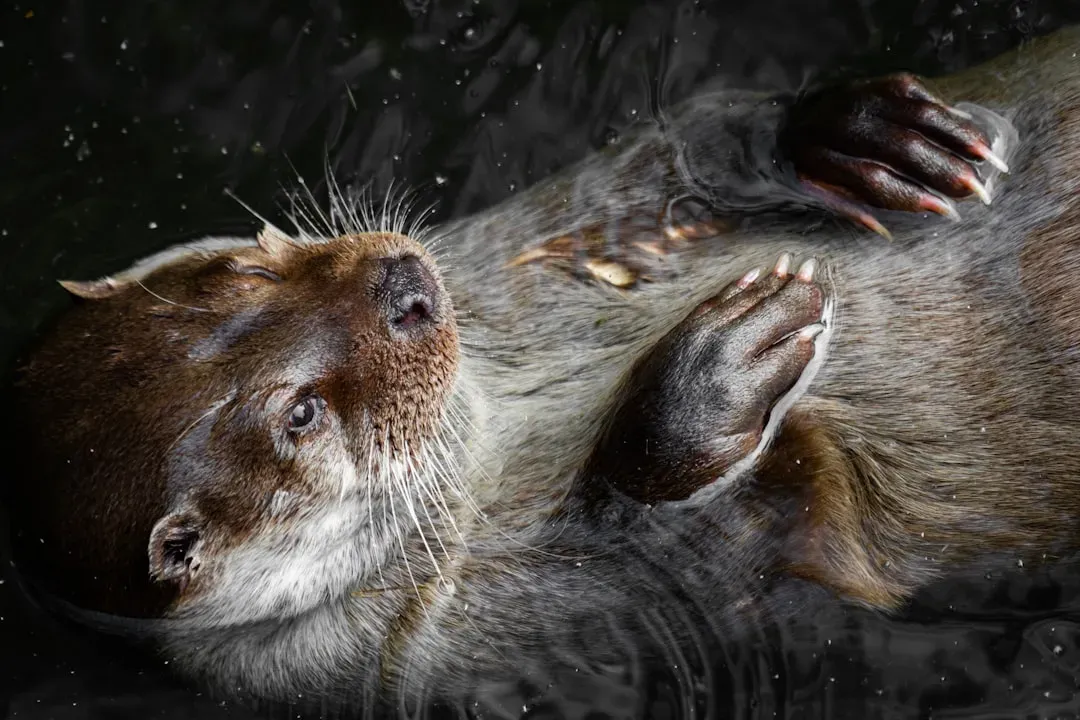 Aquarius: The Otter's Unpredictable Play (Image Credits: Unsplash)