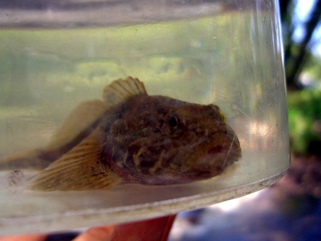 The Deepwater Sculpin: Ghost of the Glacial Age (Image Credits: Flickr)