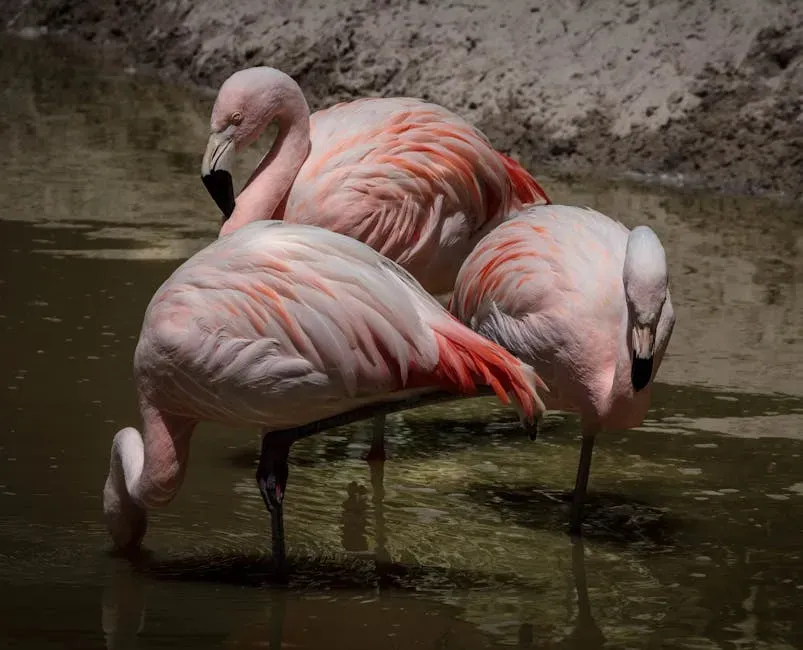 The Hurricane Effect: How Storms Sent Flamingos Across the Eastern US (Image Credits: Pexels)