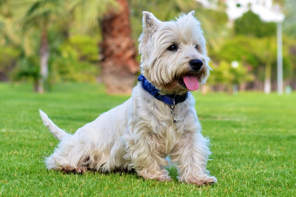 #20. West Highland White Terrier (Image Credits: Rawpixel)