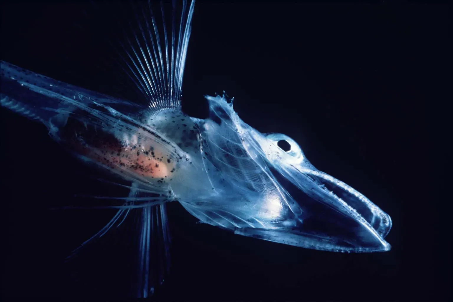 Antarctic Icefish: Transparent Blood Survivors (Image Credits: Wikimedia)