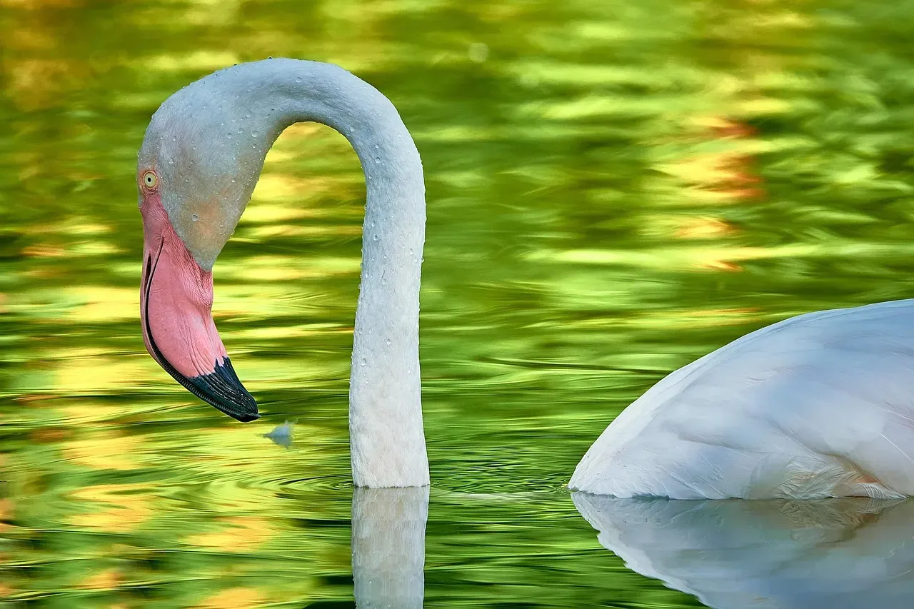 6. Greater Flamingo - Up to 83 Years (Image Credits: Pixabay)