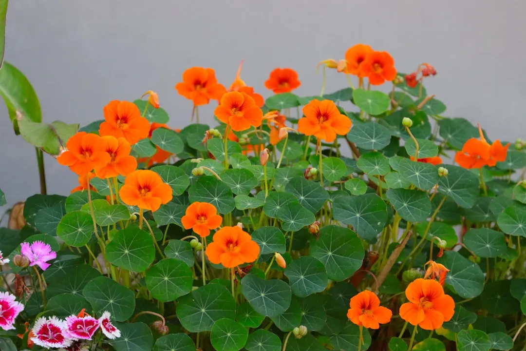 #14 - Nasturtiums (Image Credits: Unsplash)