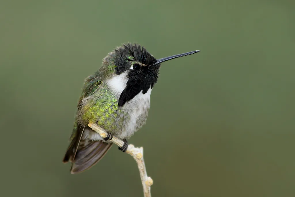 #3 - They Enter Torpor That Looks Alarmingly Like Death (Flickr: Male Costa's Hummingbird (Calypte costae)..... 1 of 3 in set, CC BY 2.0)