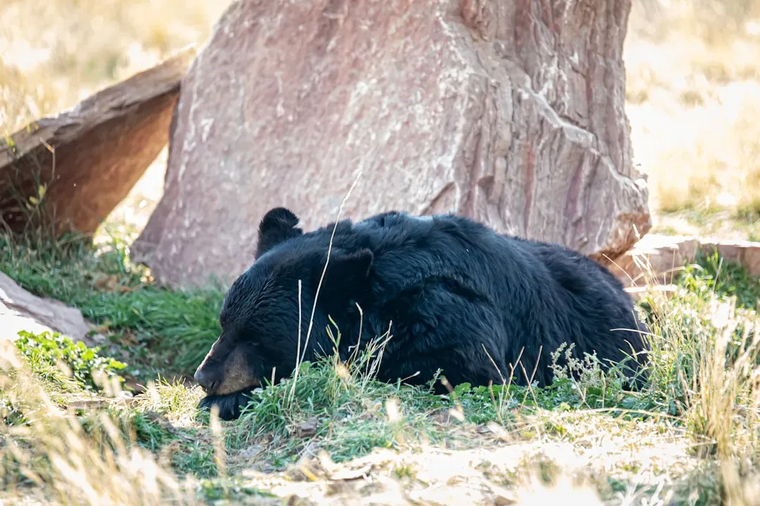 Hibernation Is More Complex Than "Just Sleeping" (Image Credits: Unsplash)