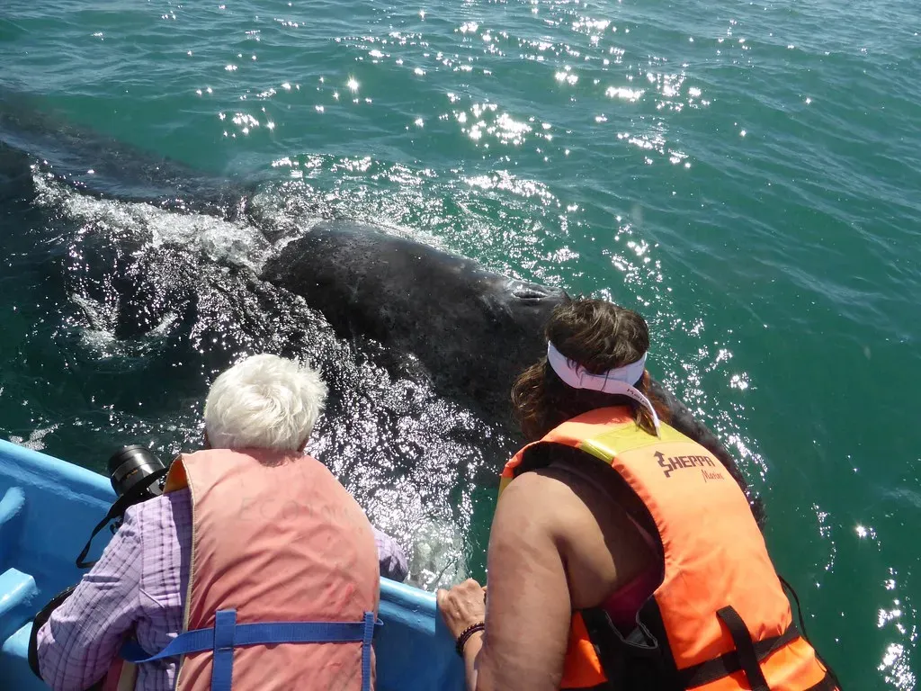 Gray Whales: The Ocean's Marathon Swimmers (Image Credits: Flickr)