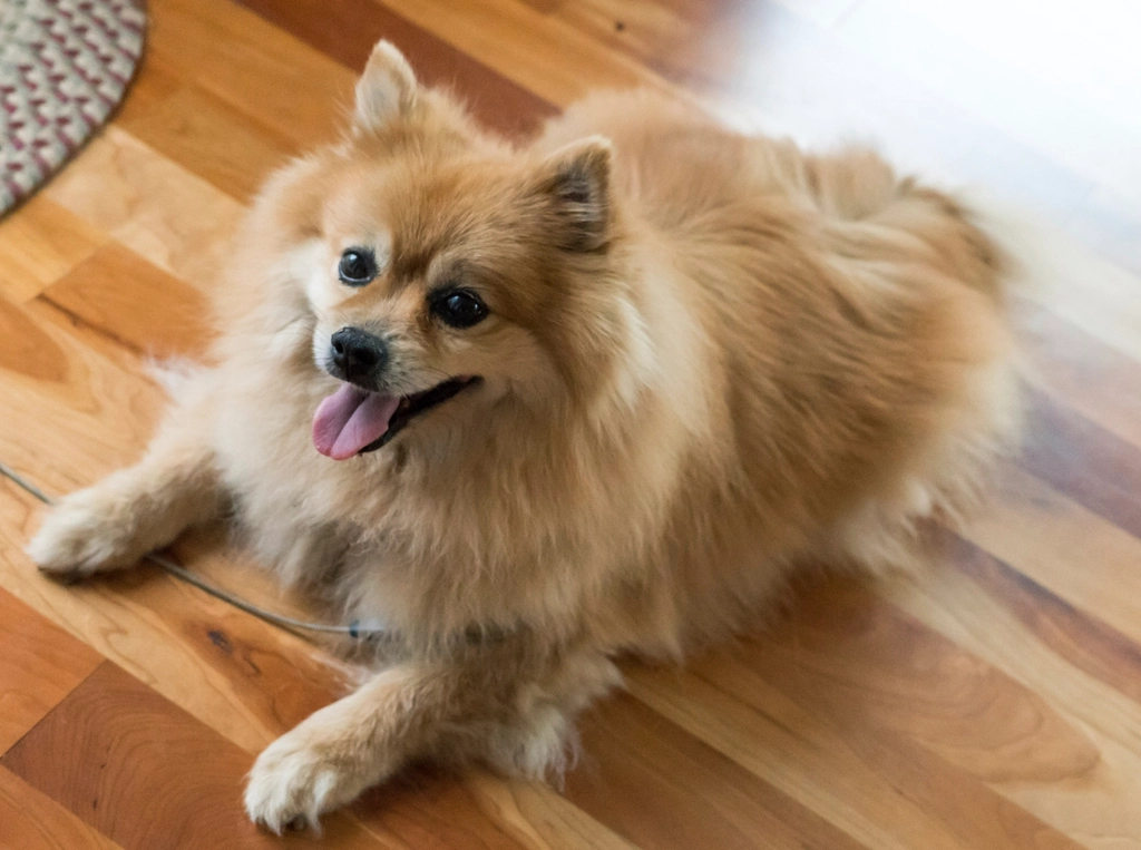 Pomeranians: Fluffy Noise Machines (Image Credits: Rawpixel)