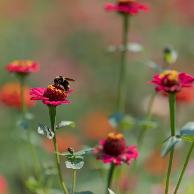 4. Feeding Pollinators Before the Garden Demanded It (Image Credits: Pexels)