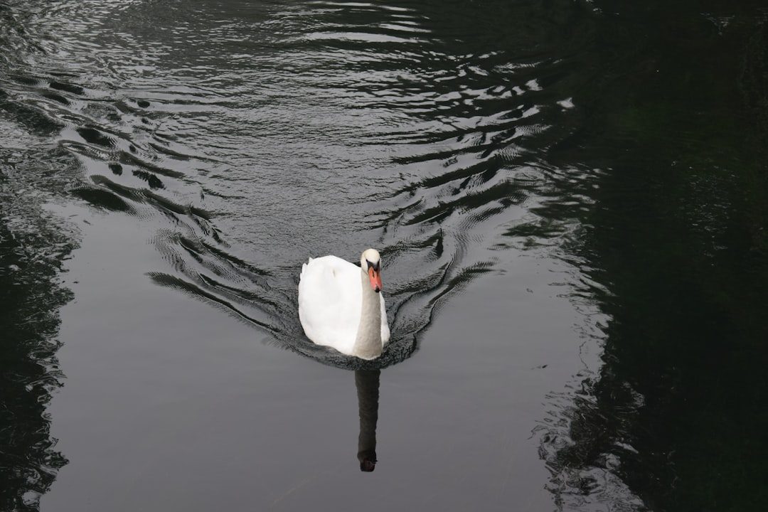 Libra: The Graceful Swan of Perfect Balance (Image Credits: Unsplash)