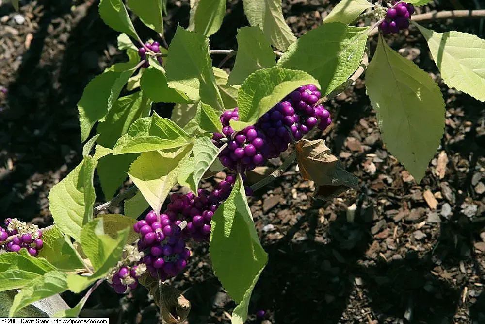 American Beautyberry (Image Credits: Wikimedia)