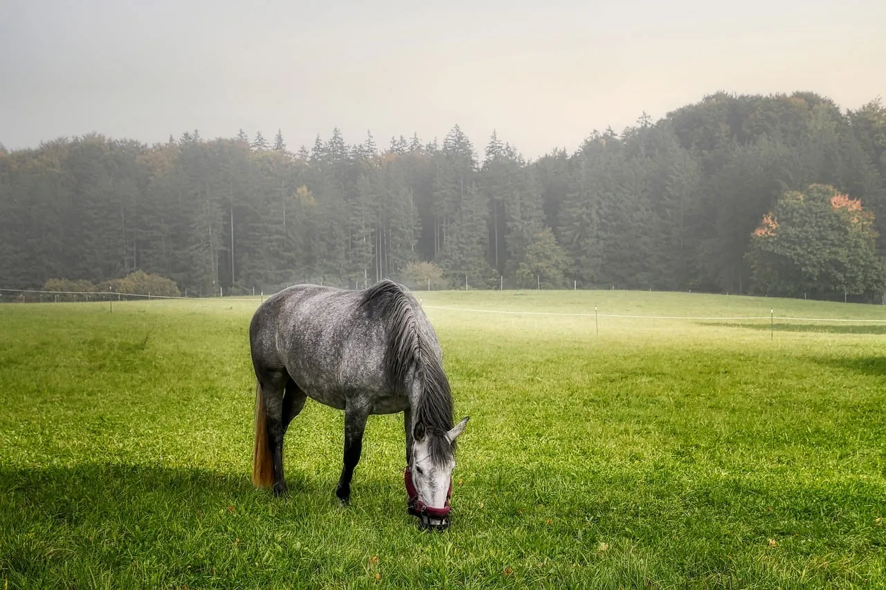 #14 - Calm, Predictable Reactions to Everyday Farm Noise (Image Credits: Pixabay)