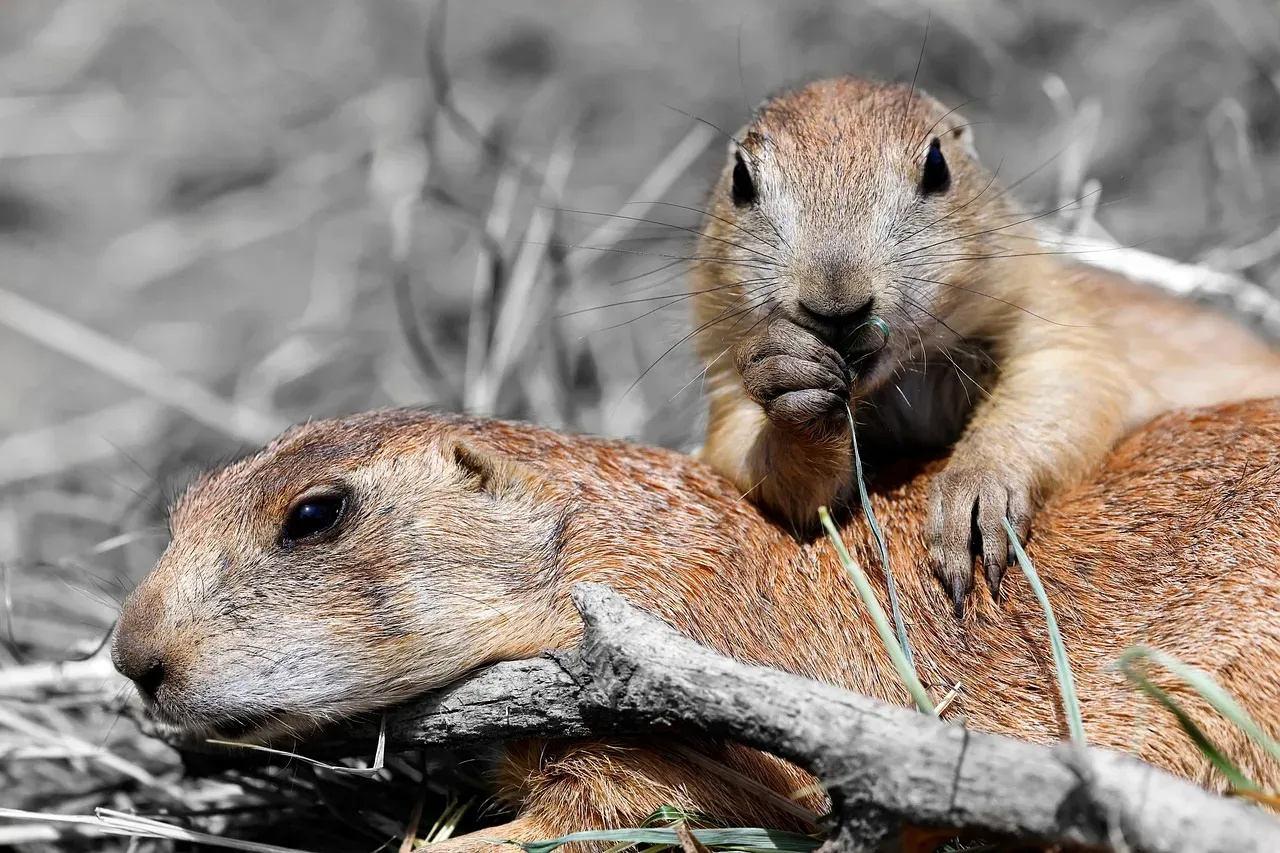 The Alarm Bark: Predator Alert System (Image Credits: Pixabay)
