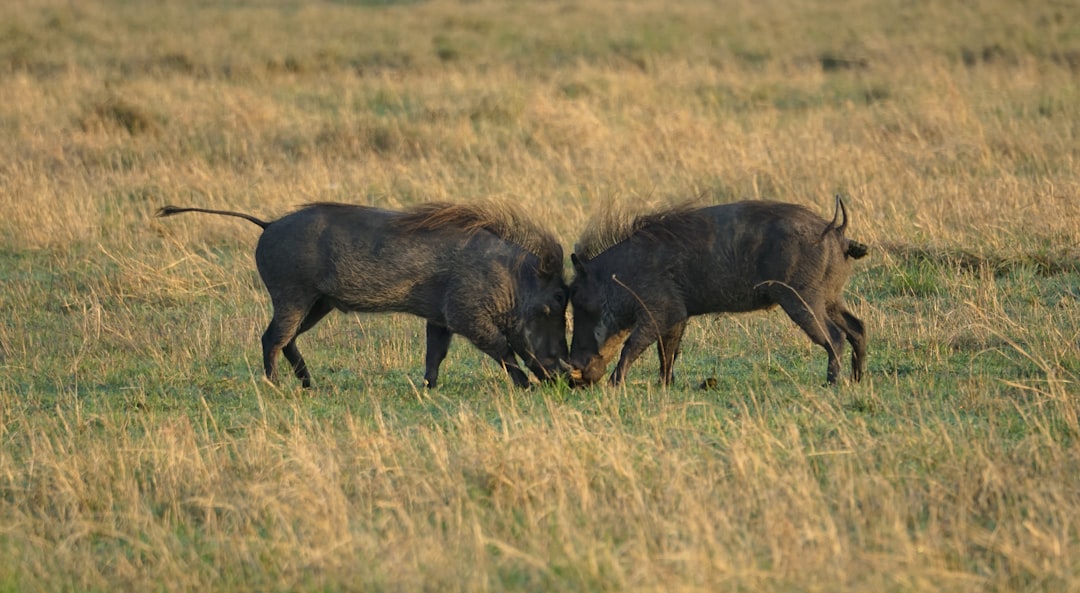 Wild Pigs: The Underestimated Aggressor (Image Credits: Unsplash)