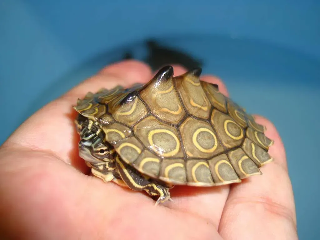 The Ringed Map Turtle (Image Credits: Wikimedia)