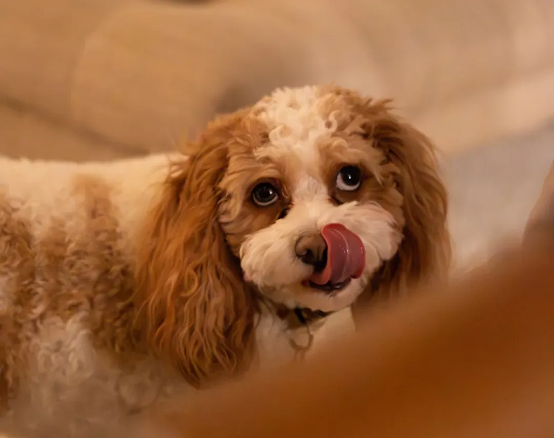 6. Lip Licking Signals Inner Turmoil (Image Credits: Unsplash)