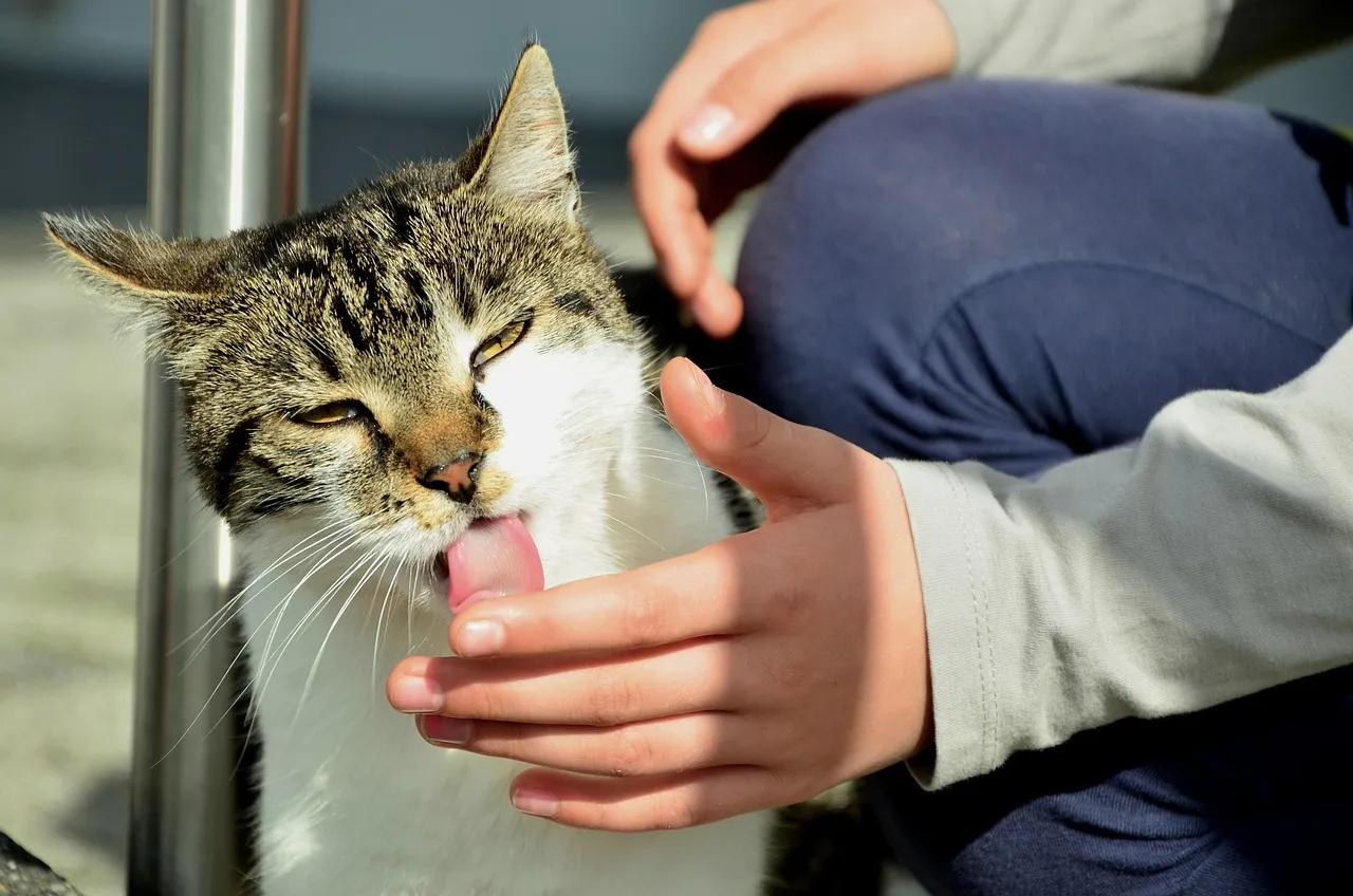 #4 - It Starts Grooming You Like You're Another Cat (Image Credits: Pixabay)
