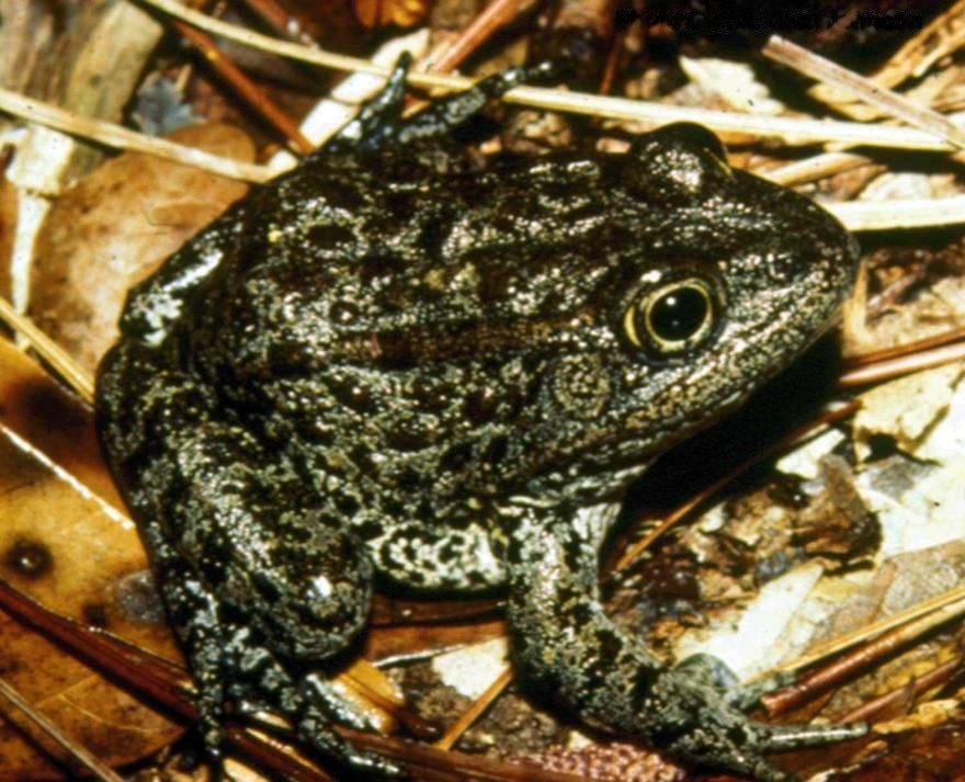 Mississippi Gopher Frog: Amphibian on the Edge (Image Credits: Wikimedia)