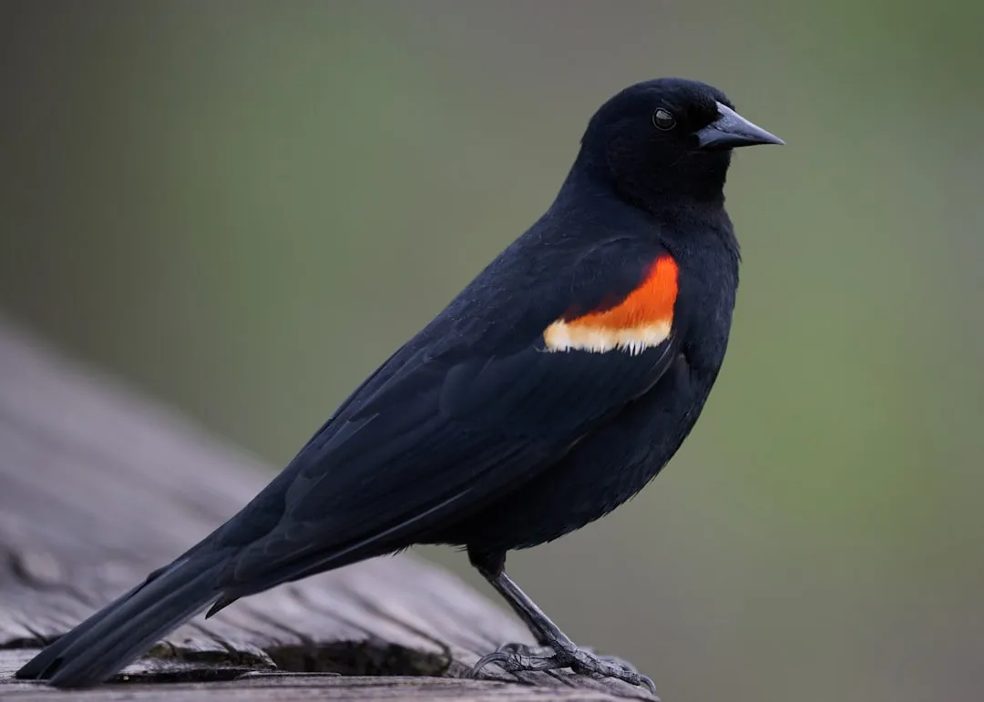 #2 - Red-Winged Blackbird: From "Too Many" To a Shock Decline (Image Credits: Unsplash)