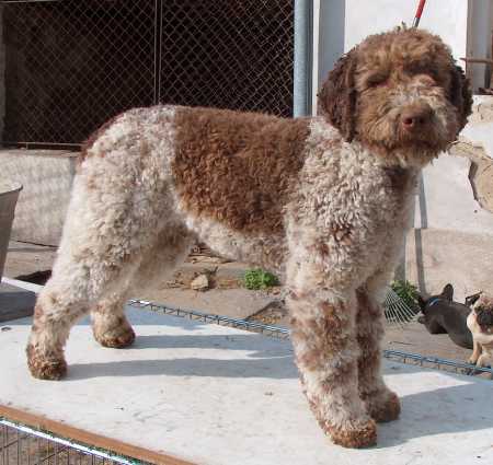 #15 Lagotto Romagnolo - The Truffle-Hunting Teddy Bear (Image Credits: Wikimedia)