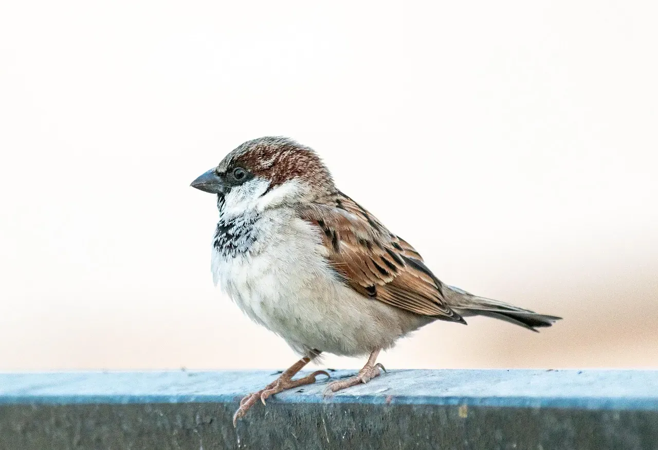 #2. The Male's Black Bib Is Basically a Social Resume (Image Credits: Pixabay)