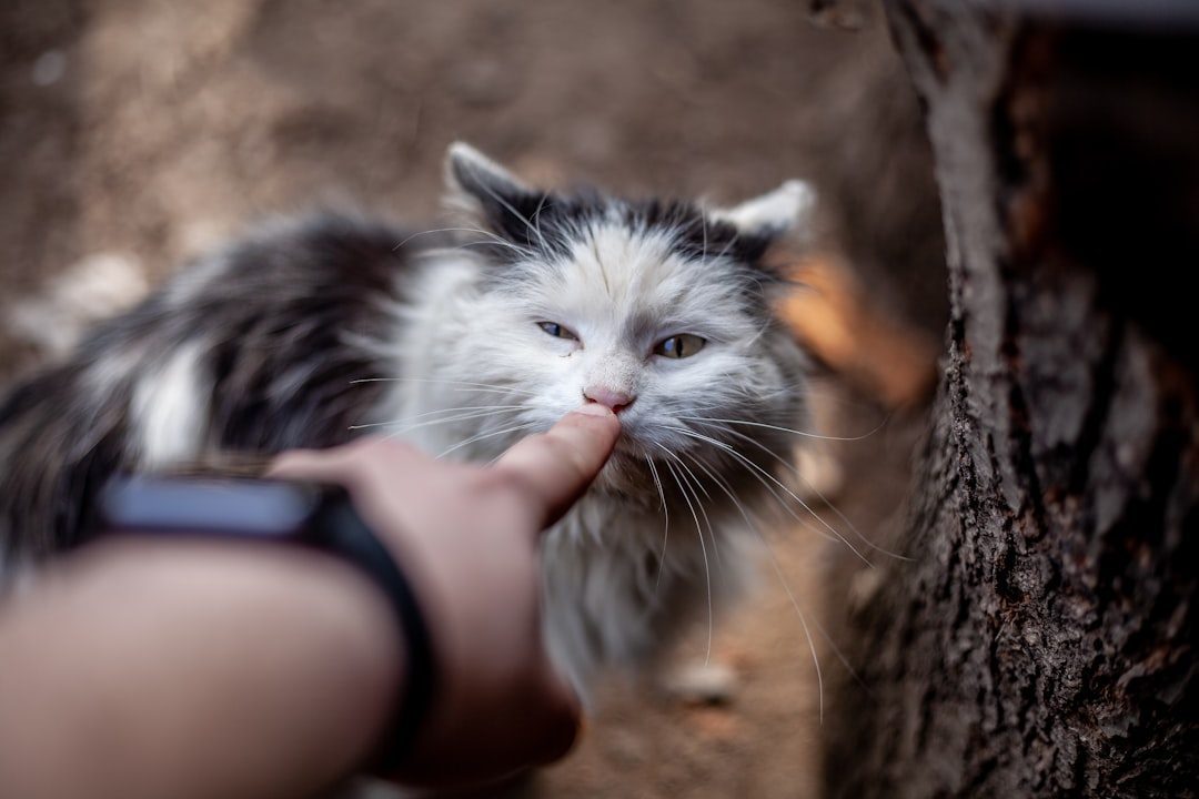 Your Cat Can Smell Your Emotions (Image Credits: Unsplash)