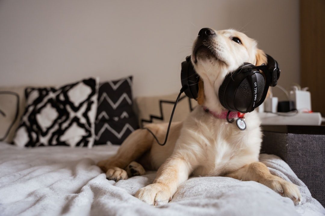 Harness the Power of Sound Therapy (Image Credits: Unsplash)