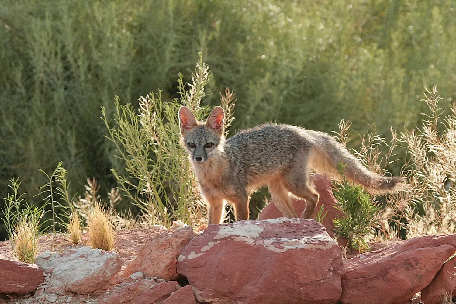 Utah: High Desert Foxes (Image Credits: Wikimedia)