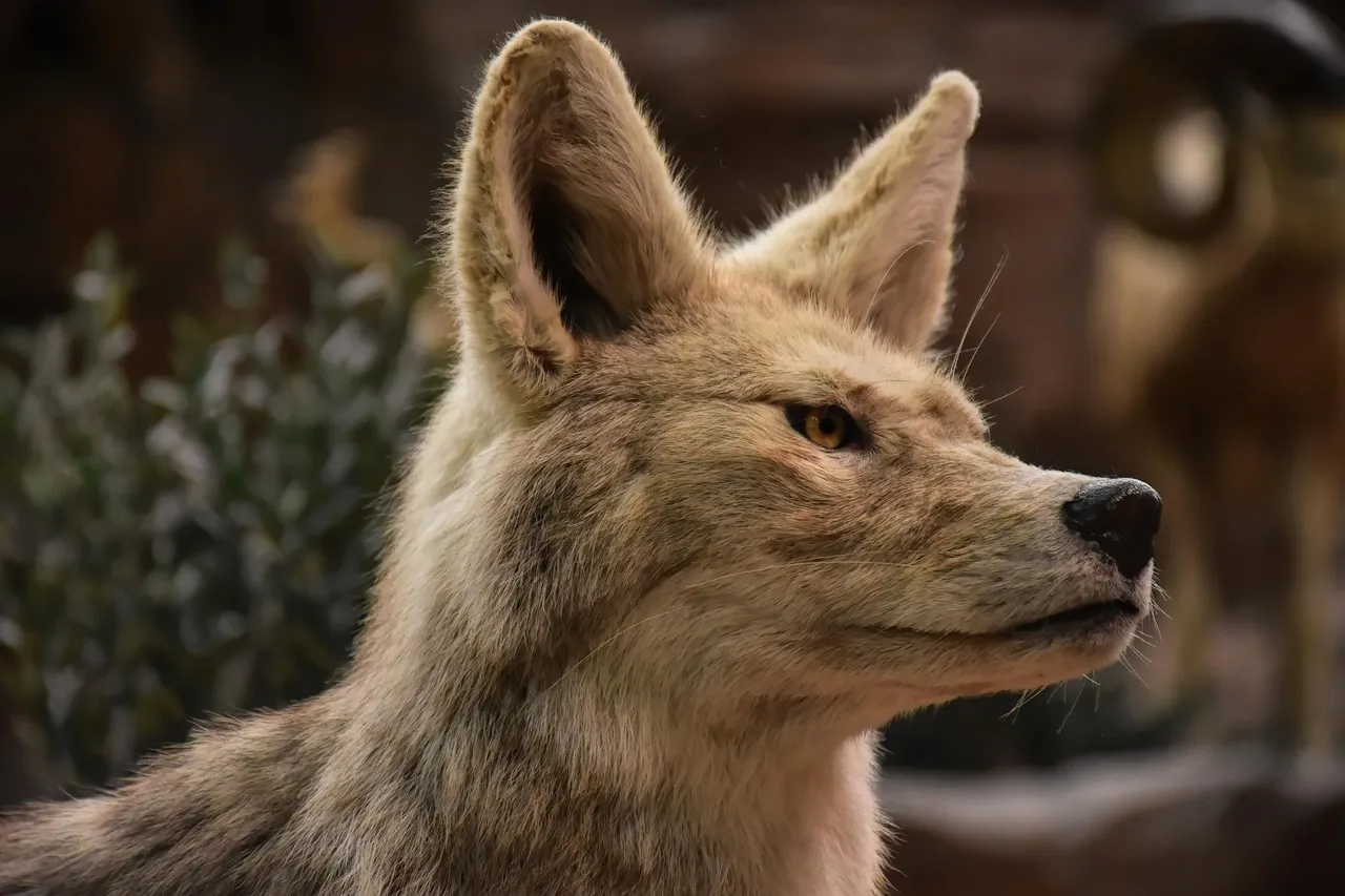 Coyote as Trickster: The Teacher Who Uses Chaos (Image Credits: Pixabay)