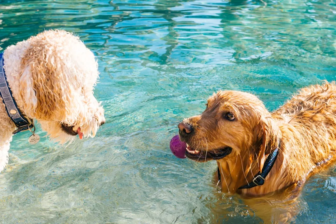 4. Offer a Cool Soak or Kiddie Pool (Image Credits: Unsplash)