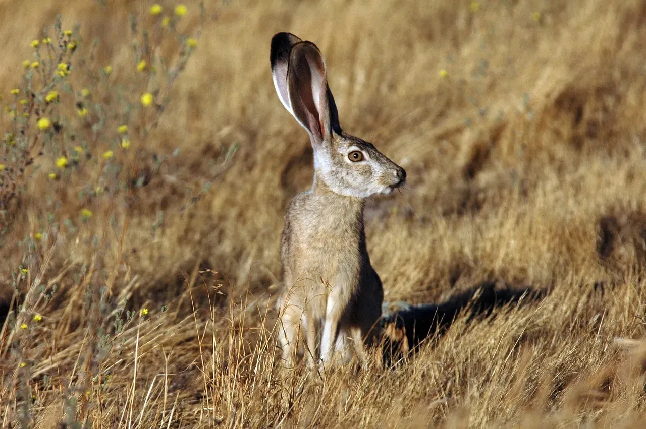 Aquarius: Black-Tailed Jackrabbit (Image Credits: Pixabay)