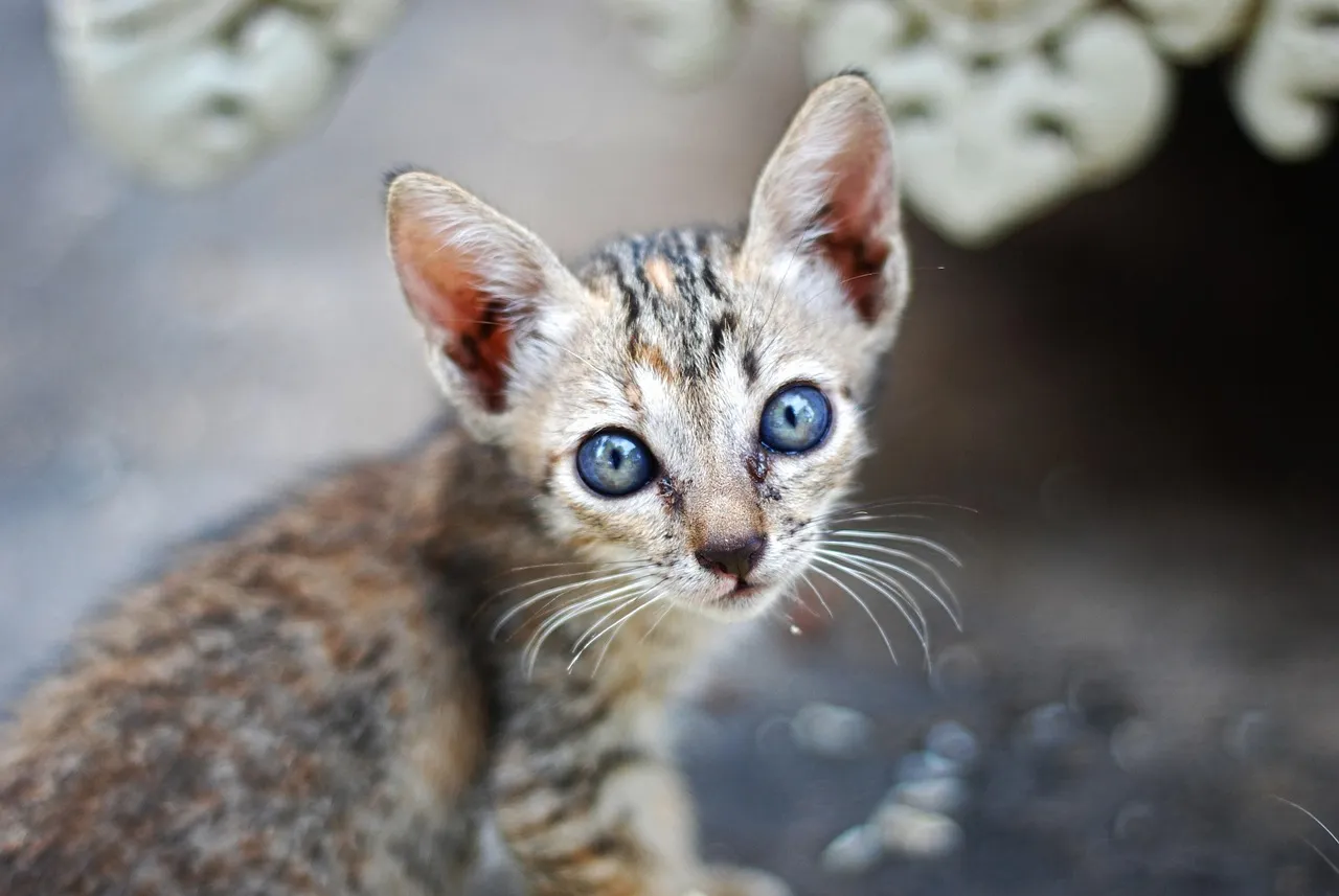 #8 - Feral-Born Cats Who Bond To One Caretaker (Image Credits: Pixabay)