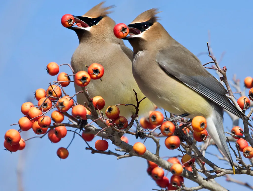 Adaptations to a Fruit-Based Diet (watts_photos, Flickr, CC BY 2.0)