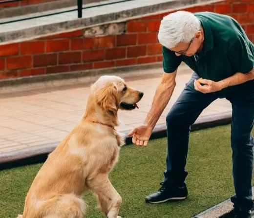 #16 - Losing Interest In "Performing" Their Old Tricks (Image Credits: Pexels)