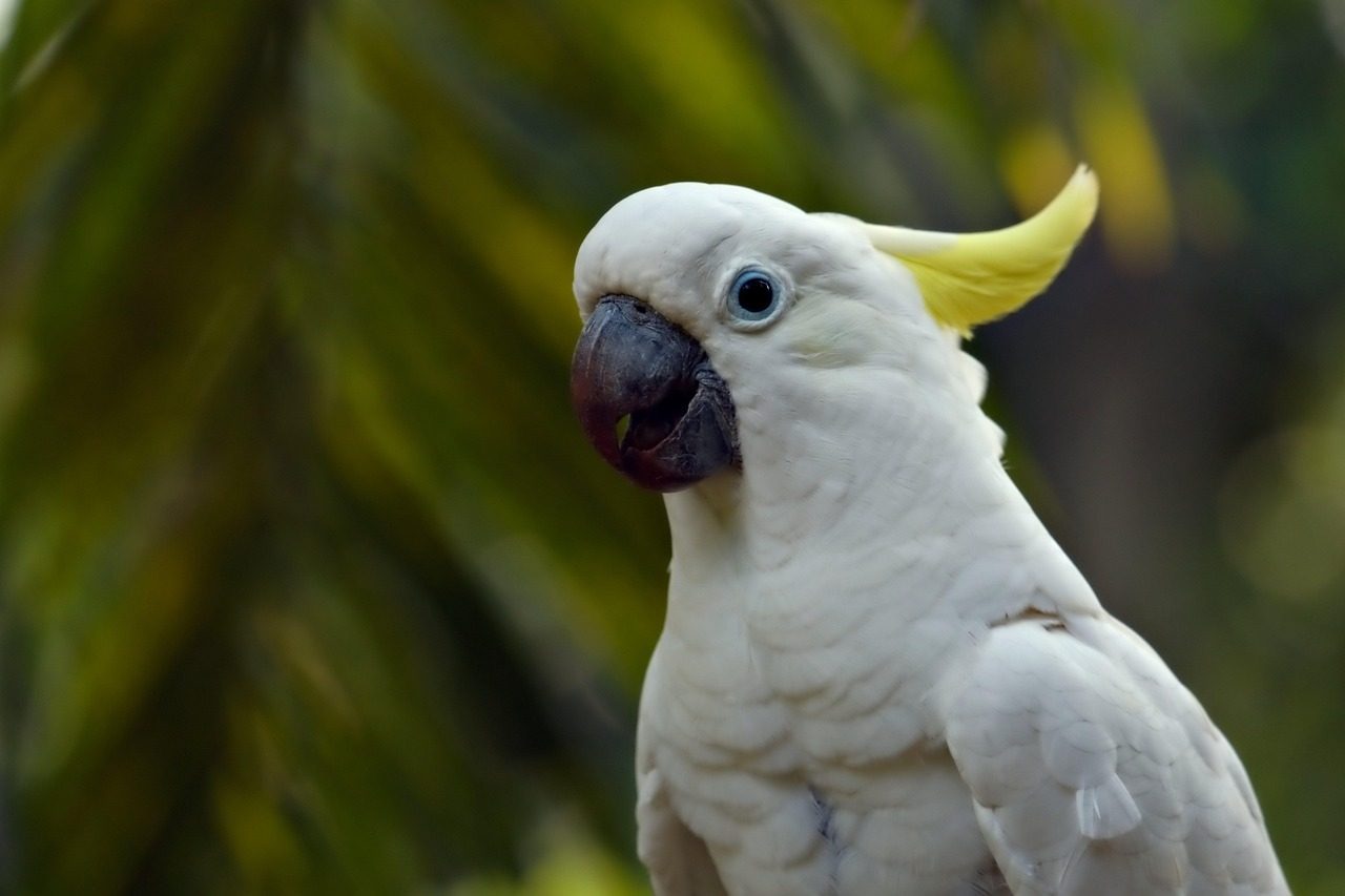 8. Goffin's Cockatoo: The Innovative Craftsman (Image Credits: Pixabay)