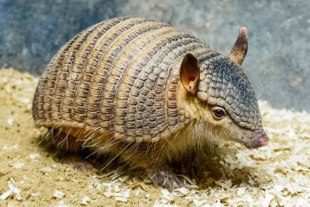 Louisiana: Bayou Armadillo Haven (Image Credits: Flickr)