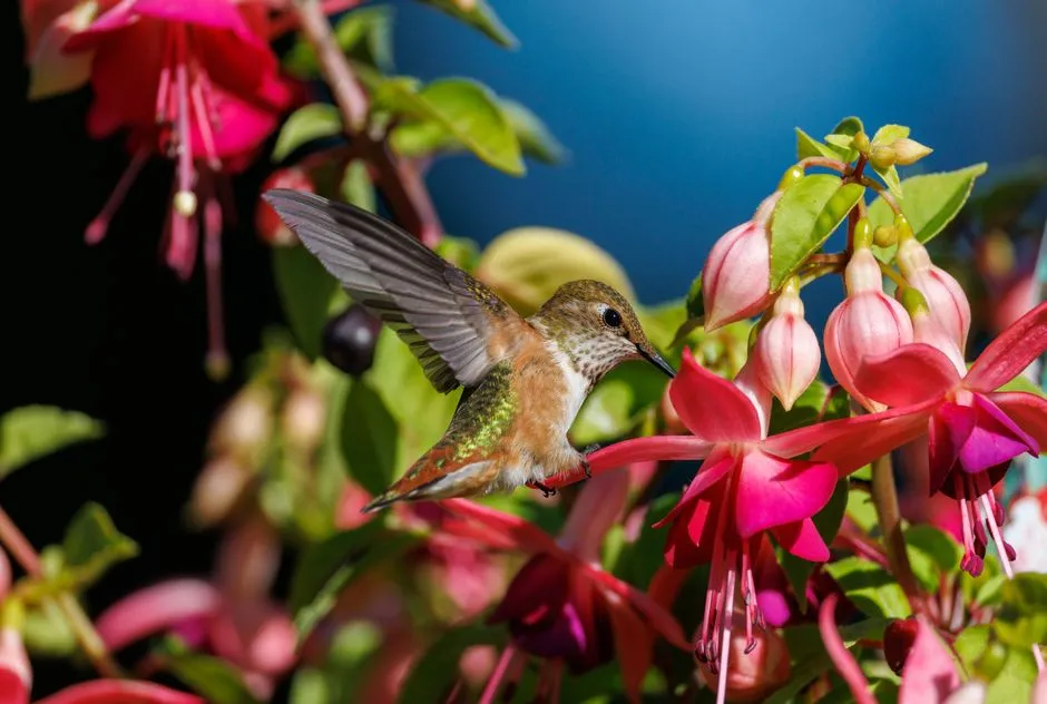 #13 - They Use Your Yard as a Training Ground for Young Birds (Image Credits: Pexels)